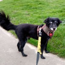 black dog with harness and leash on walk