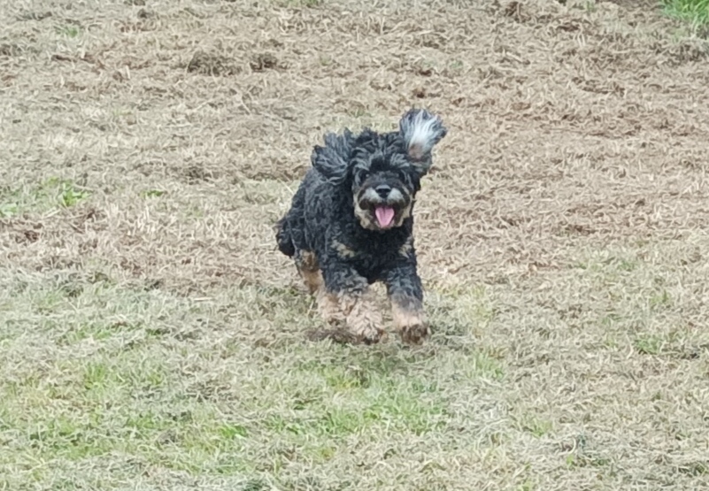 black dog running on grass
